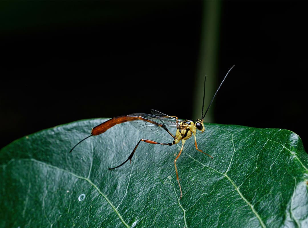 How Parasitoid Wasps Impact Ecological Balances