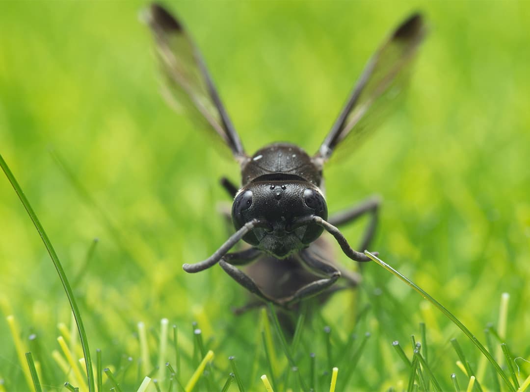 Climate Change and its Impact on Parasitoid Wasps