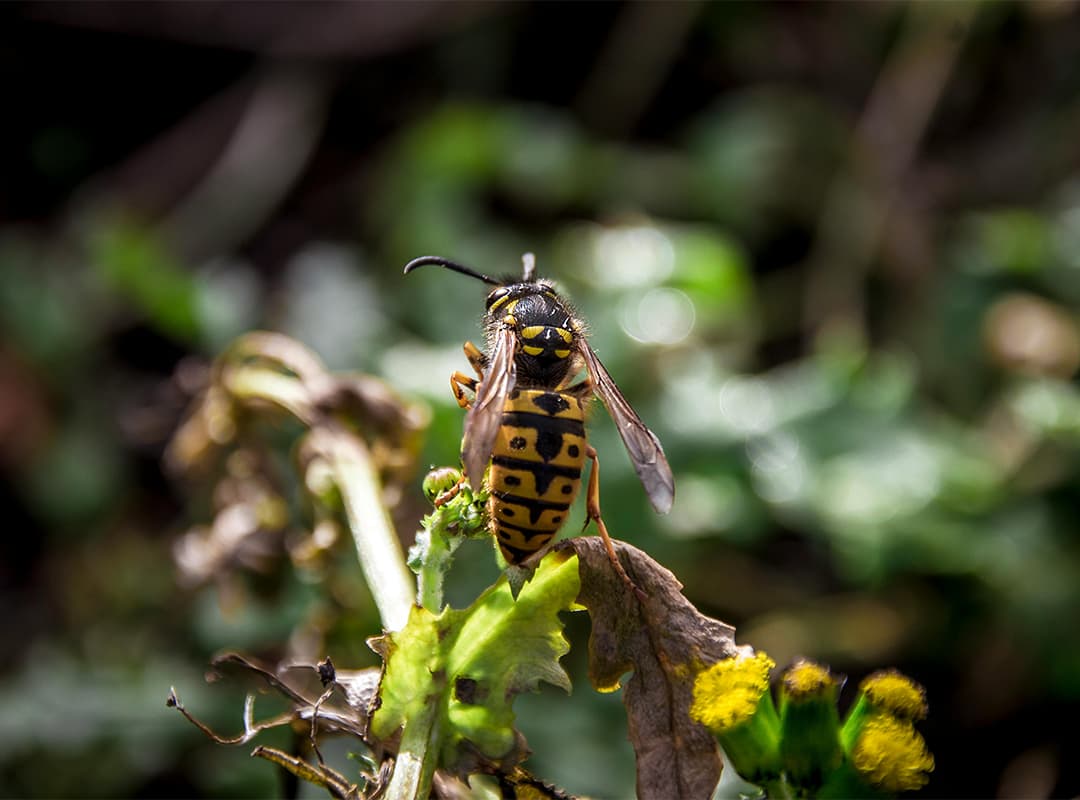 How Parasitoid Wasps Adapted to New Zealand’s Environment