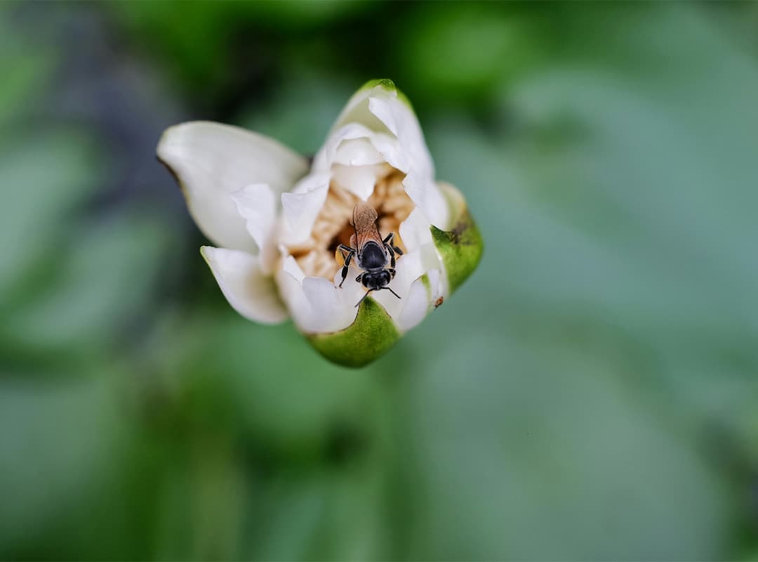 Taxonomy of the Parasitoid wasps of New Zealand