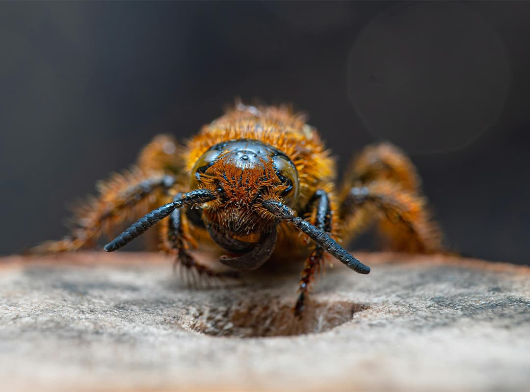 Variety of wasps