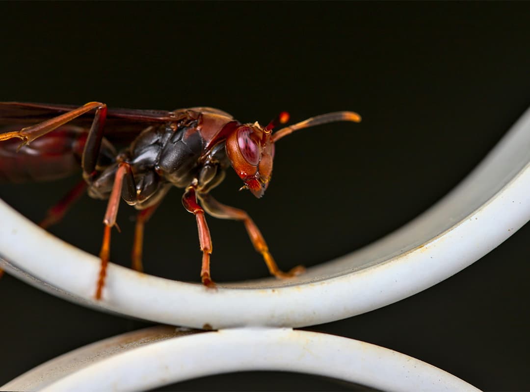 Evolutionary Adaptations of Parasitoid wasps of New Zealand