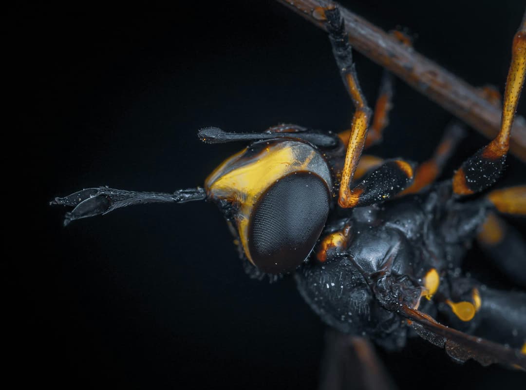 Parasitoid Wasps and Biological Control