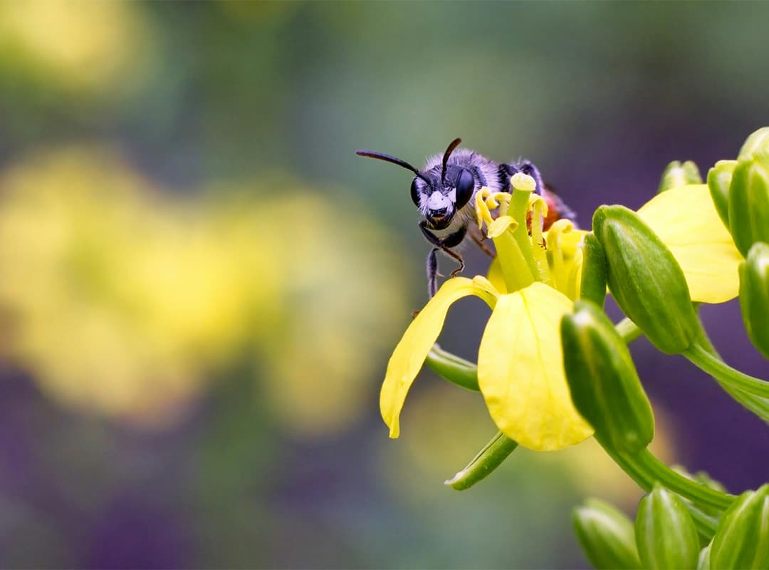 Ecological Importance of Parasitoid Wasps in New Zealand Forest and Agricultural Ecosystems