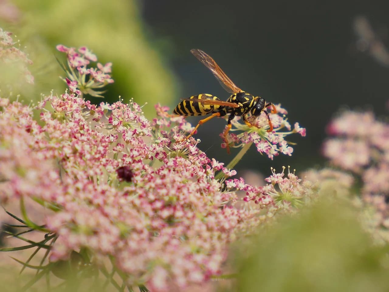 The Role of Wasps in Pollination vs. Pest Control