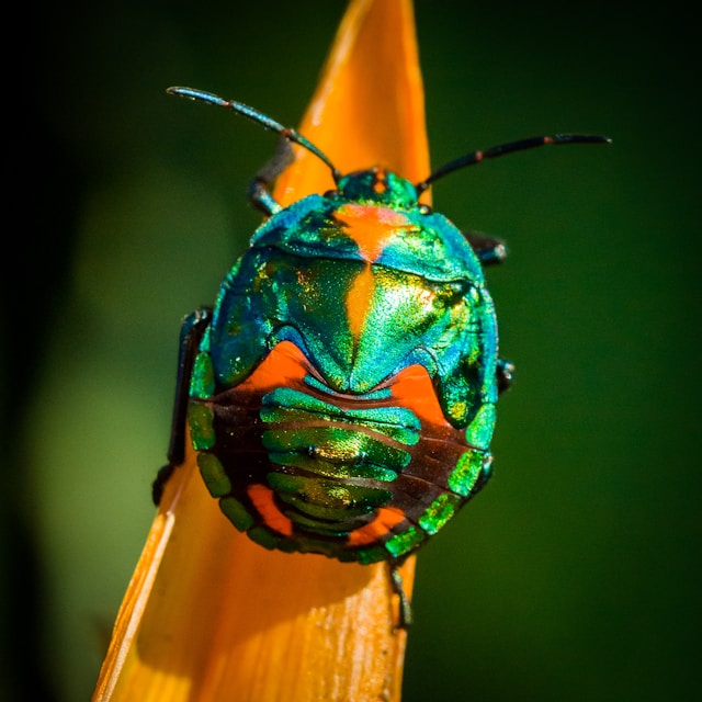 How to Attract Beneficial Wasps to Your Garden